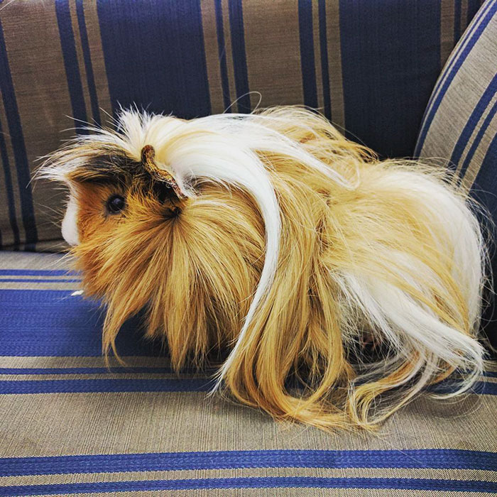 53 Guinea Pigs With The Most Majestic Hair 53 Guinea Pigs With The Most Majestic Hair
