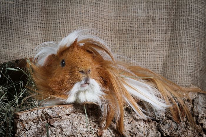 53 Guinea Pigs With The Most Majestic Hair 53 Guinea Pigs With The Most Majestic Hair