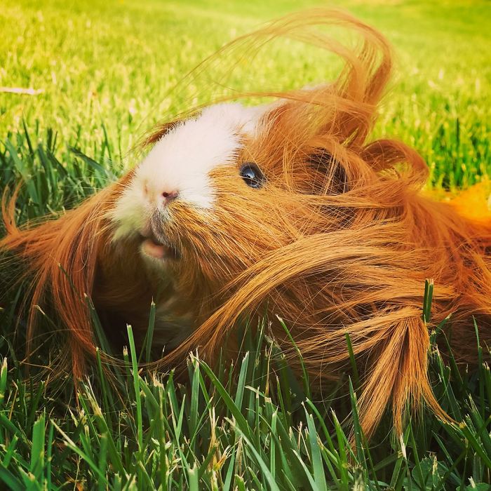 53 Guinea Pigs With The Most Majestic Hair 53 Guinea Pigs With The Most Majestic Hair