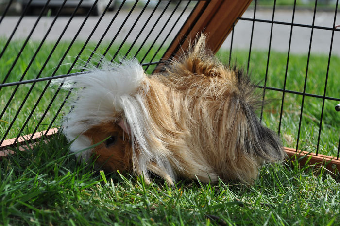 53 Guinea Pigs With The Most Majestic Hair 53 Guinea Pigs With The Most Majestic Hair