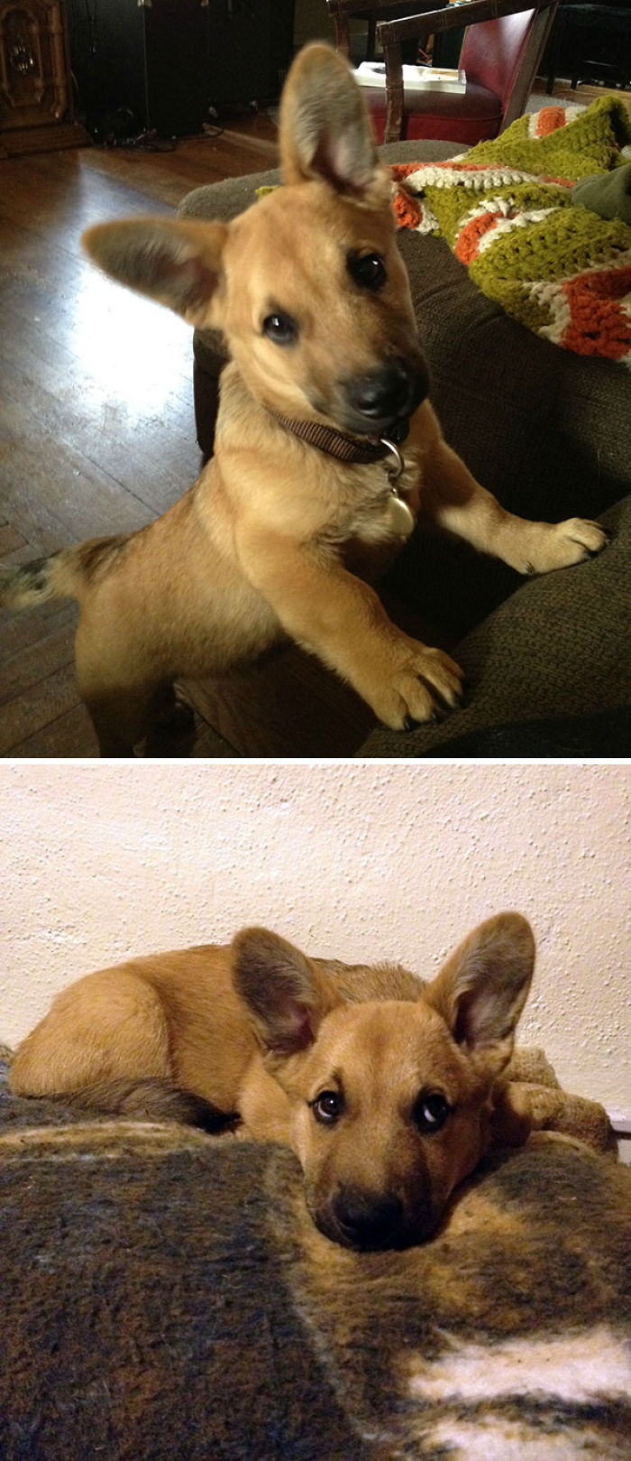 40 Times Corgis Mixed With Other Breeds, And The Result Was Absolutely Pawsome 40 Times Corgis Mixed With Other Breeds, And The Result Was Absolutely Pawsome