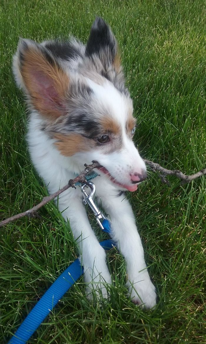 40 Times Corgis Mixed With Other Breeds, And The Result Was Absolutely Pawsome 40 Times Corgis Mixed With Other Breeds, And The Result Was Absolutely Pawsome
