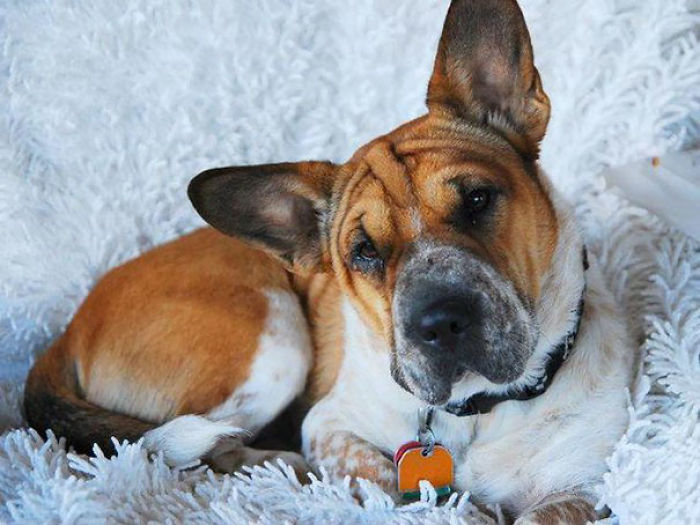 40 Times Corgis Mixed With Other Breeds, And The Result Was Absolutely Pawsome 40 Times Corgis Mixed With Other Breeds, And The Result Was Absolutely Pawsome