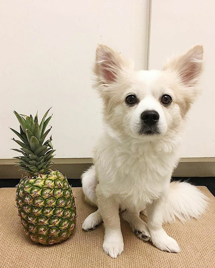40 Times Corgis Mixed With Other Breeds, And The Result Was Absolutely Pawsome 40 Times Corgis Mixed With Other Breeds, And The Result Was Absolutely Pawsome