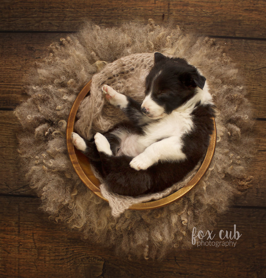 I Did An Adorable Newborn Puppy Photoshoot I Did An Adorable Newborn Puppy Photoshoot