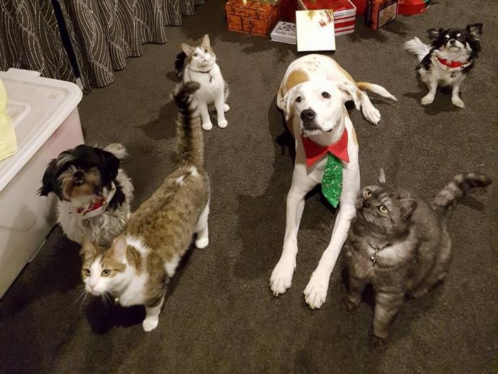 This Website Lets You Travel Around The World If You Agree To Take Care Of Other People’s Pets This Website Lets You Travel Around The World If You Agree To Take Care Of Other People’s Pets