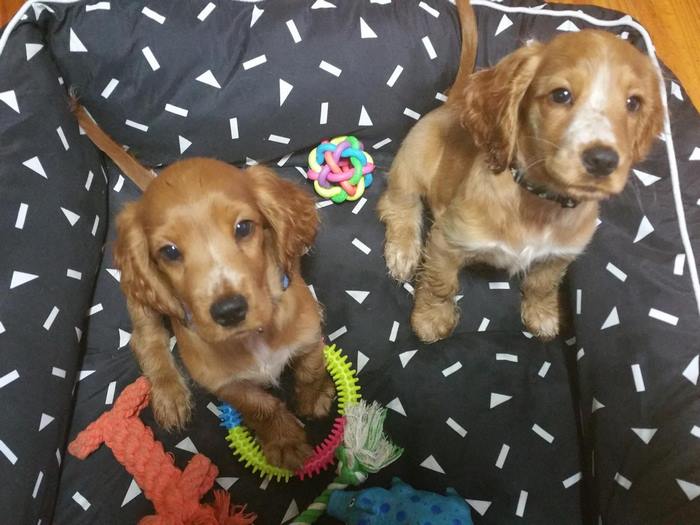 This Website Lets You Travel Around The World If You Agree To Take Care Of Other People’s Pets This Website Lets You Travel Around The World If You Agree To Take Care Of Other People’s Pets