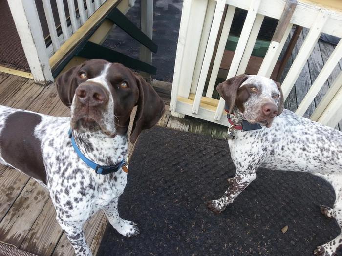 This Website Lets You Travel Around The World If You Agree To Take Care Of Other People’s Pets This Website Lets You Travel Around The World If You Agree To Take Care Of Other People’s Pets