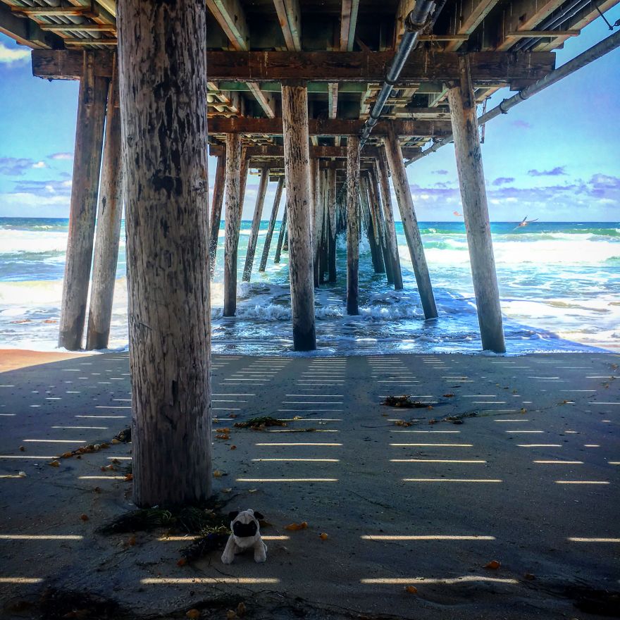 Meet Mr. Pug, The Traveling Toy Dog Exploring The World Meet Mr. Pug, The Traveling Toy Dog Exploring The World