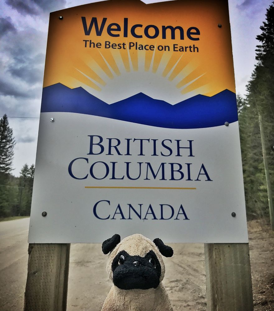 Meet Mr. Pug, The Traveling Toy Dog Exploring The World Meet Mr. Pug, The Traveling Toy Dog Exploring The World