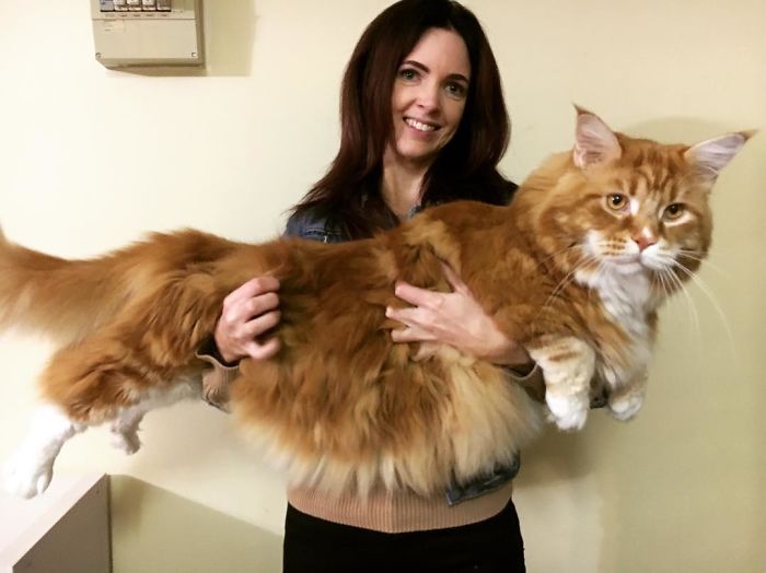 Couple Surprised After They Buy A Tiny Kitty, And It Grows To Be The World’s Longest Cat Couple Surprised After They Buy A Tiny Kitty, And It Grows To Be The World’s Longest Cat