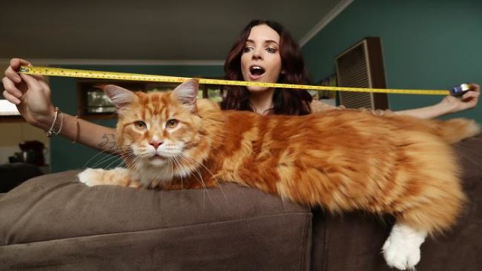 Couple Surprised After They Buy A Tiny Kitty, And It Grows To Be The World’s Longest Cat Couple Surprised After They Buy A Tiny Kitty, And It Grows To Be The World’s Longest Cat