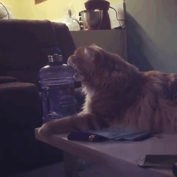 Couple Surprised After They Buy A Tiny Kitty, And It Grows To Be The World’s Longest Cat Couple Surprised After They Buy A Tiny Kitty, And It Grows To Be The World’s Longest Cat