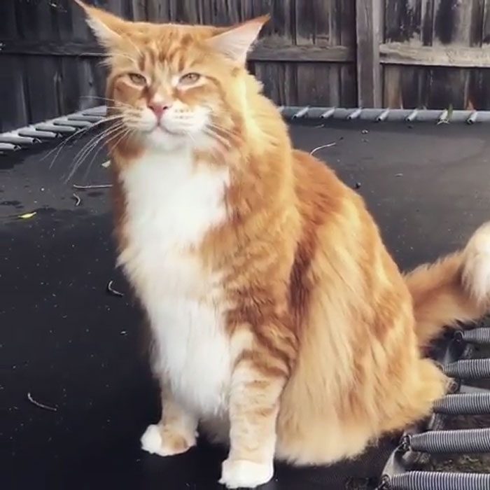 Couple Surprised After They Buy A Tiny Kitty, And It Grows To Be The World’s Longest Cat Couple Surprised After They Buy A Tiny Kitty, And It Grows To Be The World’s Longest Cat