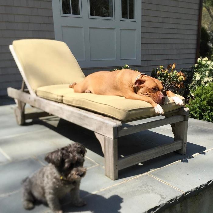 Abused Dog Who Spent 8 Years Sleeping On Concrete Floor In Basement Gets All The Beds She Wants Abused Dog Who Spent 8 Years Sleeping On Concrete Floor In Basement Gets All The Beds She Wants