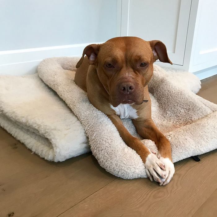 Abused Dog Who Spent 8 Years Sleeping On Concrete Floor In Basement Gets All The Beds She Wants Abused Dog Who Spent 8 Years Sleeping On Concrete Floor In Basement Gets All The Beds She Wants