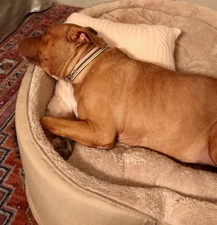 Abused Dog Who Spent 8 Years Sleeping On Concrete Floor In Basement Gets All The Beds She Wants Abused Dog Who Spent 8 Years Sleeping On Concrete Floor In Basement Gets All The Beds She Wants