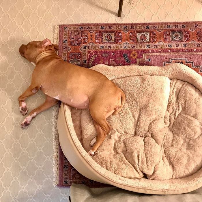 Abused Dog Who Spent 8 Years Sleeping On Concrete Floor In Basement Gets All The Beds She Wants Abused Dog Who Spent 8 Years Sleeping On Concrete Floor In Basement Gets All The Beds She Wants