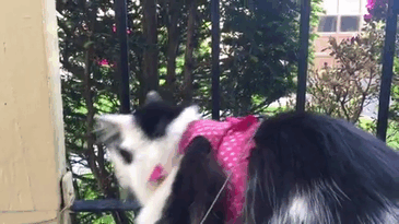 Cat Falls In Love With Girl Next Door, Comes To See Her Almost Every Day For 2 Years Cat Falls In Love With Girl Next Door, Comes To See Her Almost Every Day For 2 Years