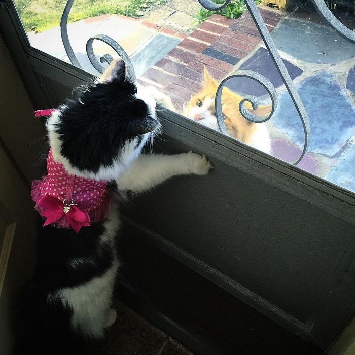 Cat Falls In Love With Girl Next Door, Comes To See Her Almost Every Day For 2 Years Cat Falls In Love With Girl Next Door, Comes To See Her Almost Every Day For 2 Years