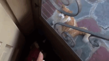 Cat Falls In Love With Girl Next Door, Comes To See Her Almost Every Day For 2 Years Cat Falls In Love With Girl Next Door, Comes To See Her Almost Every Day For 2 Years