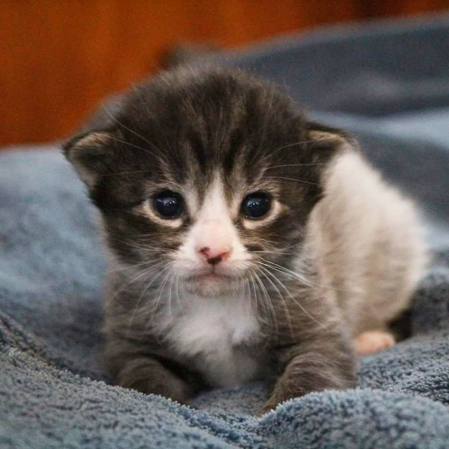 I Photographed The Most Adorable Color-Changing Kittens! I Photographed The Most Adorable Color-Changing Kittens!