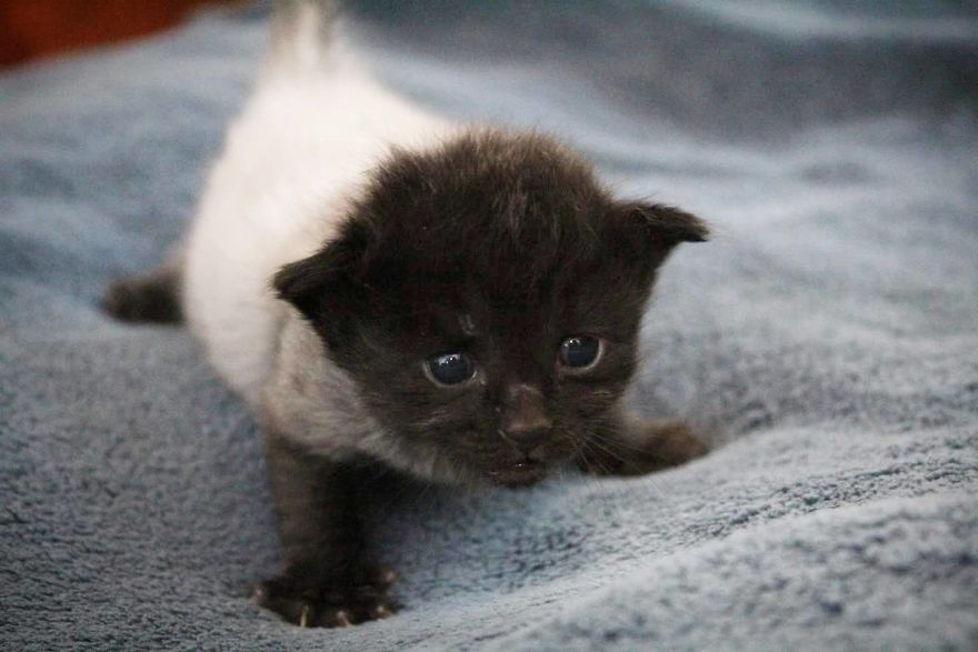 I Photographed The Most Adorable Color-Changing Kittens! I Photographed The Most Adorable Color-Changing Kittens!