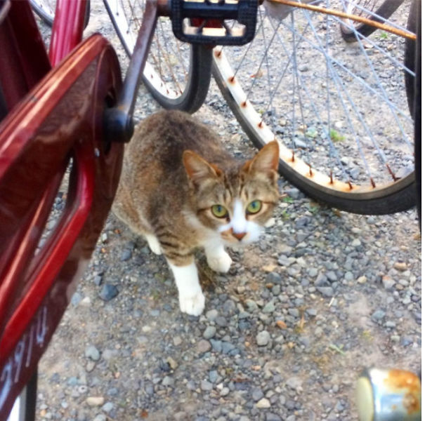 I Explore Japan’s Quirky Neighbourhoods With A Bicycle And A Camera I Explore Japan’s Quirky Neighbourhoods With A Bicycle And A Camera