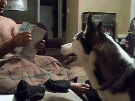 156 Dogs Who Are Afraid Of The Most Ridiculous Things 156 Dogs Who Are Afraid Of The Most Ridiculous Things