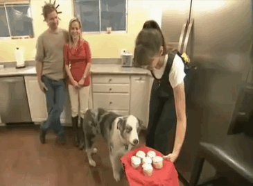 156 Dogs Who Are Afraid Of The Most Ridiculous Things 156 Dogs Who Are Afraid Of The Most Ridiculous Things