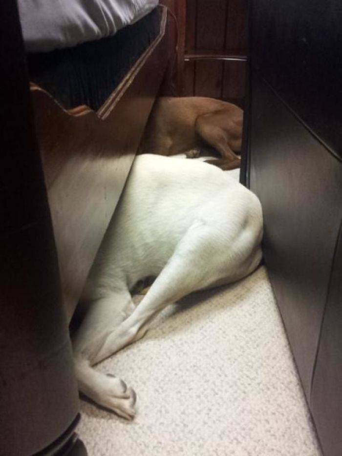 156 Dogs Who Are Afraid Of The Most Ridiculous Things 156 Dogs Who Are Afraid Of The Most Ridiculous Things