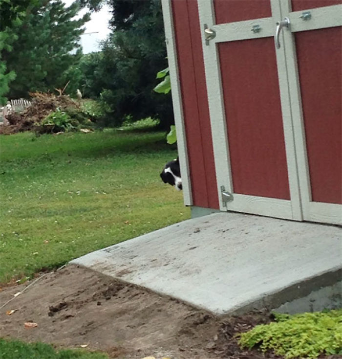 156 Dogs Who Are Afraid Of The Most Ridiculous Things 156 Dogs Who Are Afraid Of The Most Ridiculous Things