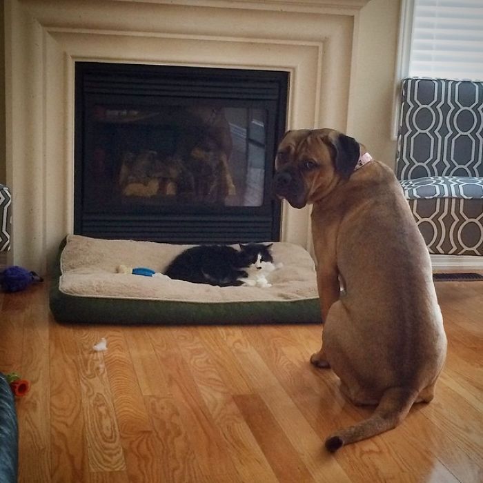 156 Dogs Who Are Afraid Of The Most Ridiculous Things 156 Dogs Who Are Afraid Of The Most Ridiculous Things