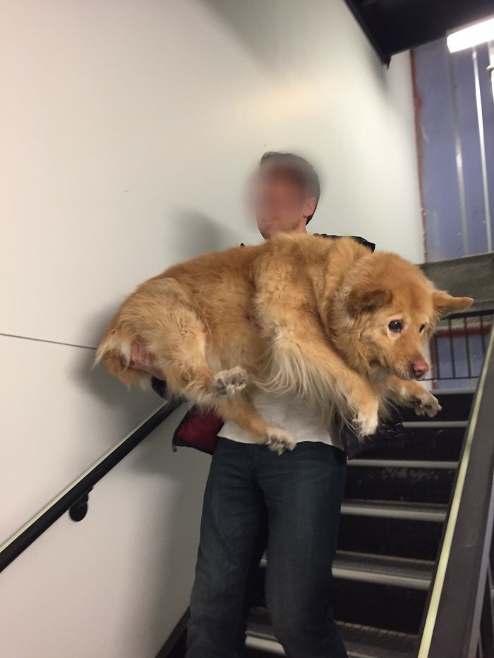 156 Dogs Who Are Afraid Of The Most Ridiculous Things 156 Dogs Who Are Afraid Of The Most Ridiculous Things