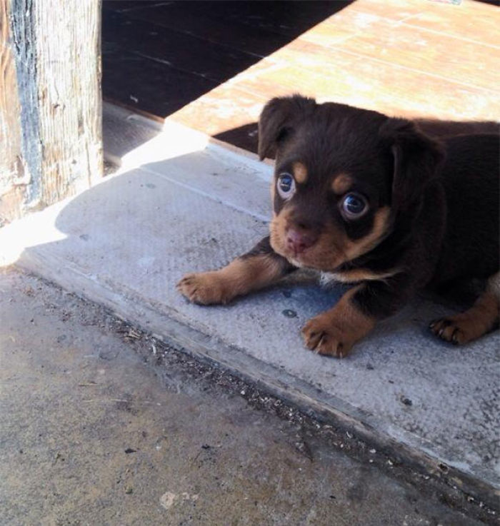 156 Dogs Who Are Afraid Of The Most Ridiculous Things 156 Dogs Who Are Afraid Of The Most Ridiculous Things