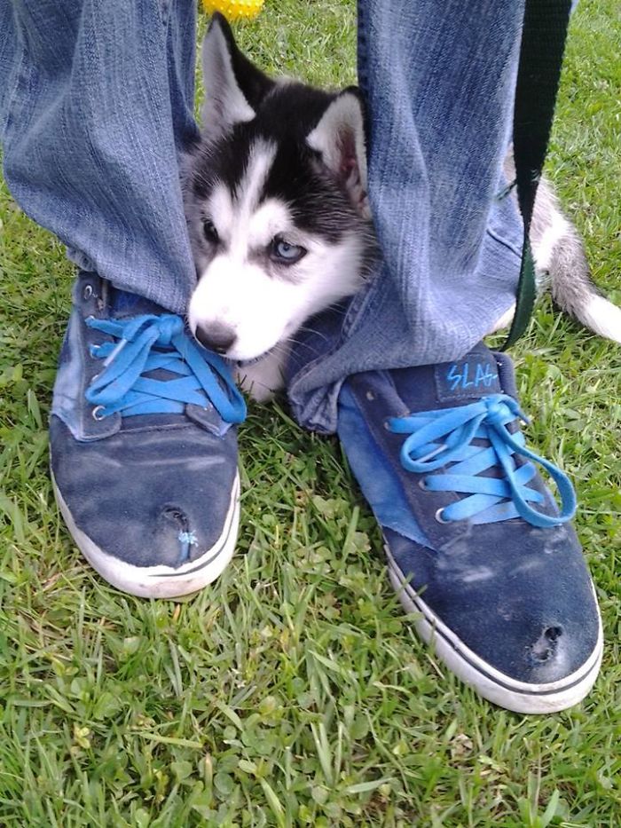 156 Dogs Who Are Afraid Of The Most Ridiculous Things 156 Dogs Who Are Afraid Of The Most Ridiculous Things