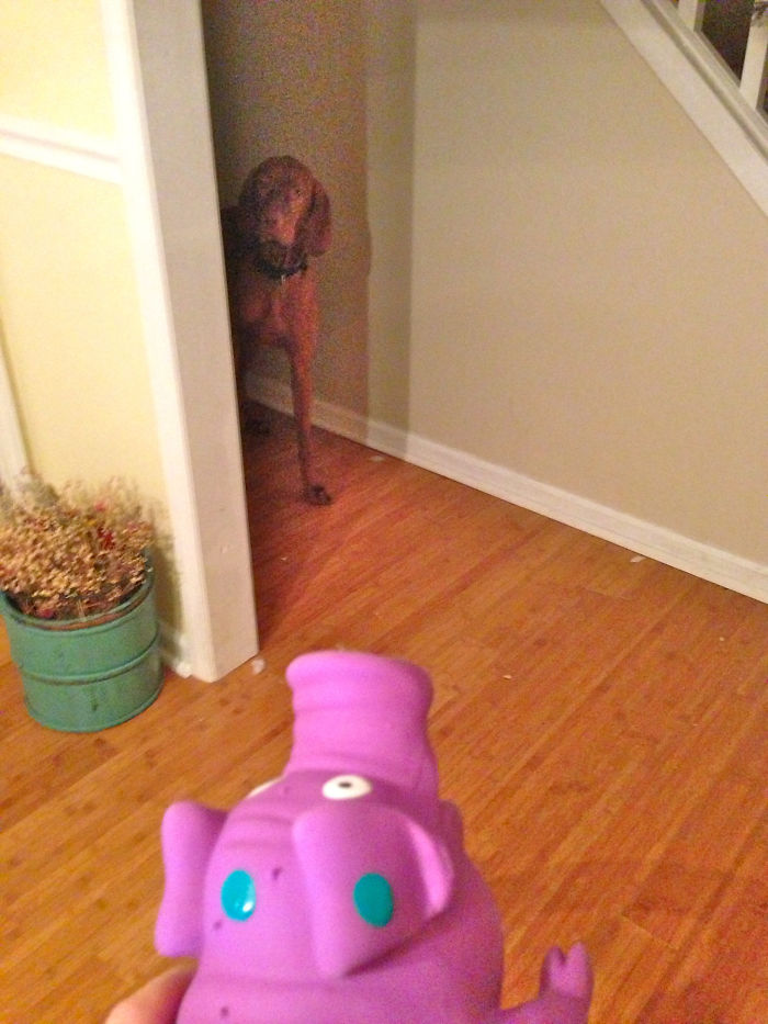 156 Dogs Who Are Afraid Of The Most Ridiculous Things 156 Dogs Who Are Afraid Of The Most Ridiculous Things