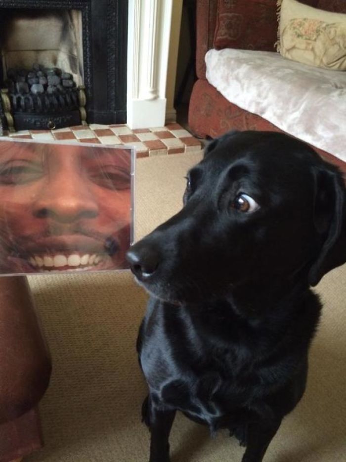 156 Dogs Who Are Afraid Of The Most Ridiculous Things 156 Dogs Who Are Afraid Of The Most Ridiculous Things