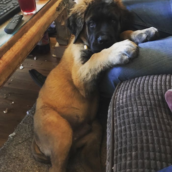 156 Dogs Who Are Afraid Of The Most Ridiculous Things 156 Dogs Who Are Afraid Of The Most Ridiculous Things