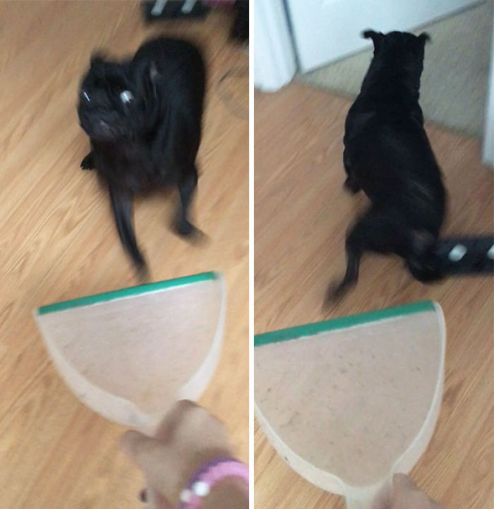 156 Dogs Who Are Afraid Of The Most Ridiculous Things 156 Dogs Who Are Afraid Of The Most Ridiculous Things