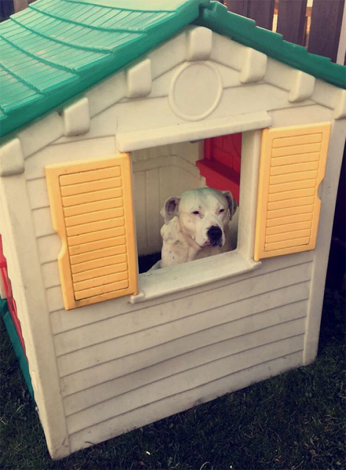 156 Dogs Who Are Afraid Of The Most Ridiculous Things 156 Dogs Who Are Afraid Of The Most Ridiculous Things