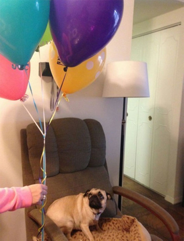 156 Dogs Who Are Afraid Of The Most Ridiculous Things 156 Dogs Who Are Afraid Of The Most Ridiculous Things