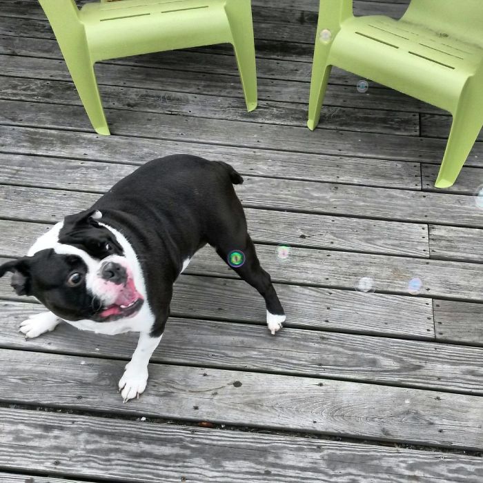 156 Dogs Who Are Afraid Of The Most Ridiculous Things 156 Dogs Who Are Afraid Of The Most Ridiculous Things