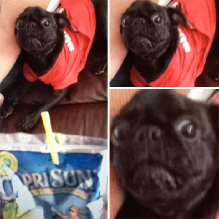 156 Dogs Who Are Afraid Of The Most Ridiculous Things 156 Dogs Who Are Afraid Of The Most Ridiculous Things