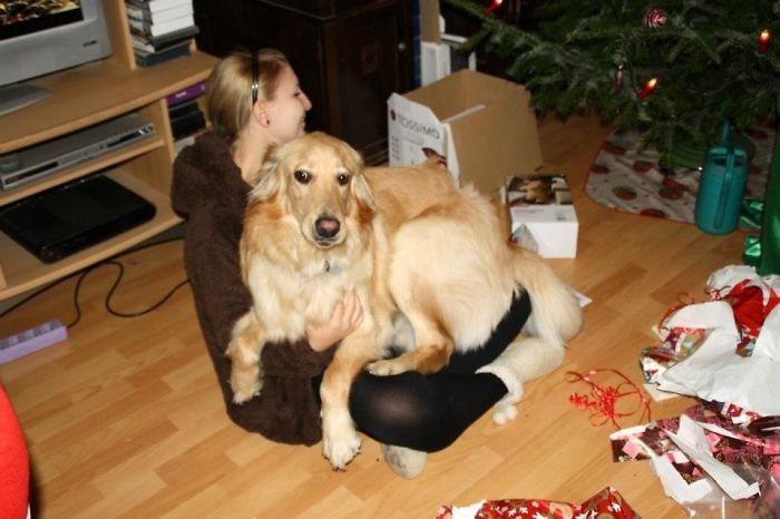 156 Dogs Who Are Afraid Of The Most Ridiculous Things 156 Dogs Who Are Afraid Of The Most Ridiculous Things