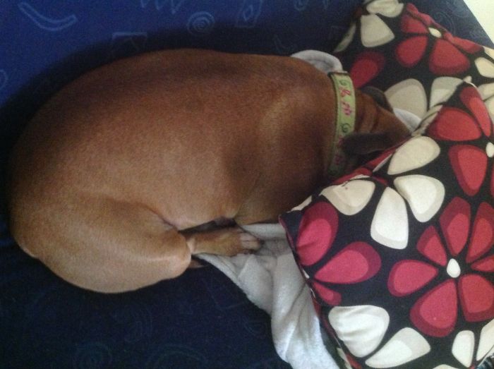 156 Dogs Who Are Afraid Of The Most Ridiculous Things 156 Dogs Who Are Afraid Of The Most Ridiculous Things