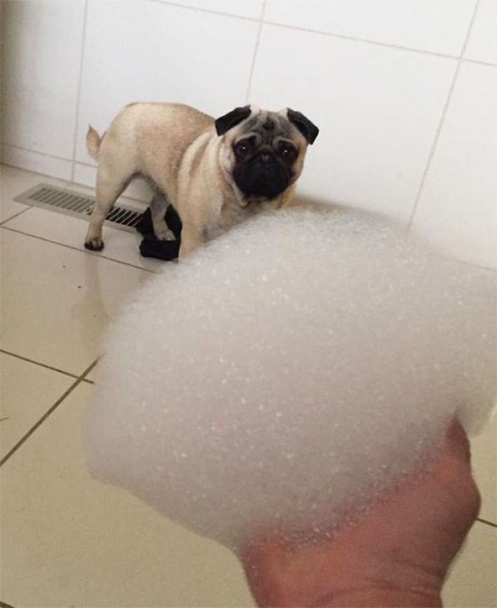 156 Dogs Who Are Afraid Of The Most Ridiculous Things 156 Dogs Who Are Afraid Of The Most Ridiculous Things