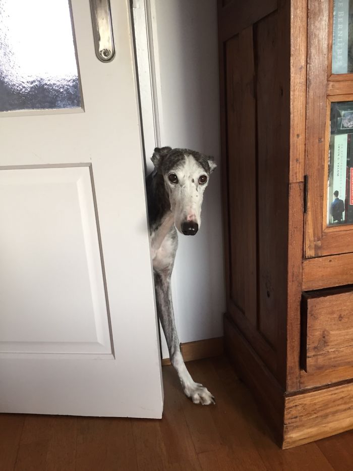 156 Dogs Who Are Afraid Of The Most Ridiculous Things 156 Dogs Who Are Afraid Of The Most Ridiculous Things