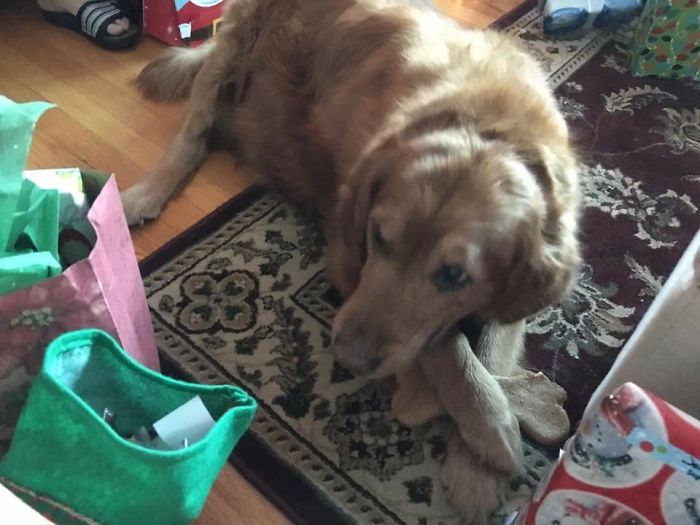 156 Dogs Who Are Afraid Of The Most Ridiculous Things 156 Dogs Who Are Afraid Of The Most Ridiculous Things