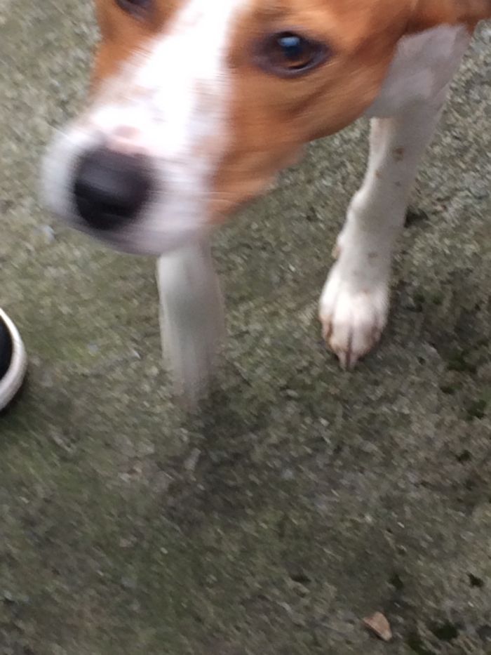 156 Dogs Who Are Afraid Of The Most Ridiculous Things 156 Dogs Who Are Afraid Of The Most Ridiculous Things